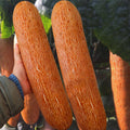 Old Cucumber Seeds