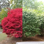 🔥Burning Bush