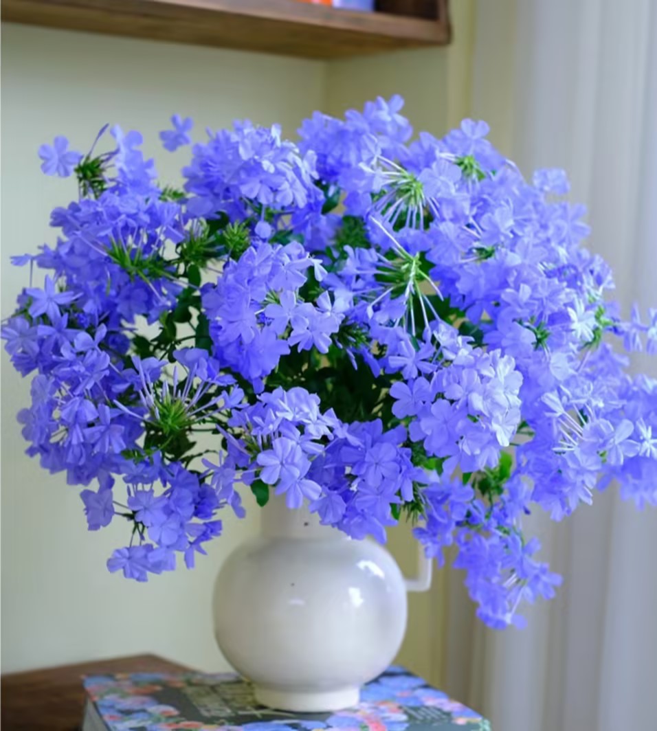 Semillas de copo de nieve azul Flor del cielo
