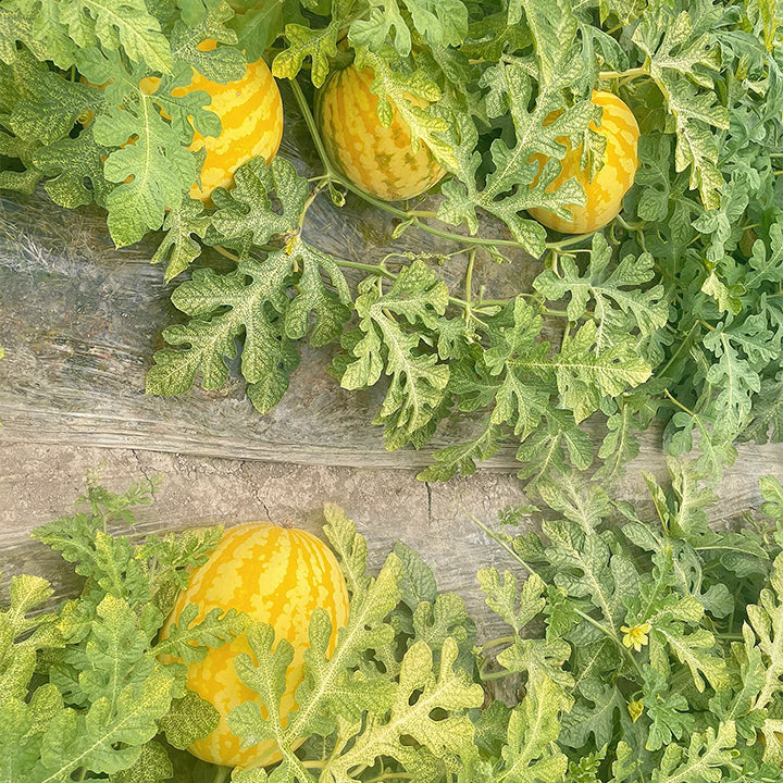 Semillas de Sandía Roja Dorada