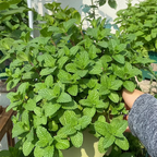 500Pcs Organic Mint Seeds Non-GMO Heirloom Packet