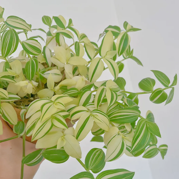 💐Pintura al óleo Orquídea de boda - El judío errante