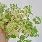 💐Pintura al óleo Orquídea de boda - El judío errante