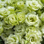 Semillas de Eustoma Russellianum