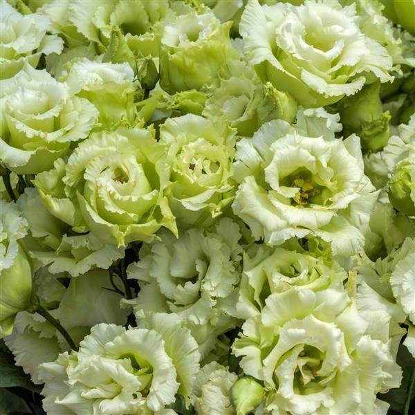 Semillas de Eustoma Russellianum