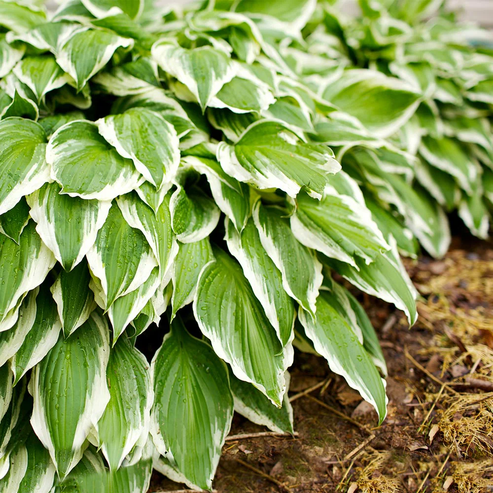 Hosta – La Elegancia Amante de la Sombra para Tu Jardín 🌿✨
