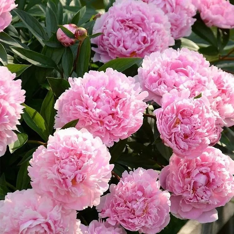 🔥ÚLTIMO DÍA 45% DE DESCUENTO🌺LA REINA DE LAS FLORES—PEONÍAS DE PÉTALOS DOBLES