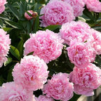 🔥ÚLTIMO DÍA 45% DE DESCUENTO🌺LA REINA DE LAS FLORES—PEONÍAS DE PÉTALOS DOBLES