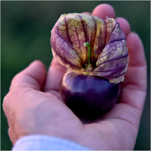 Semillas de tomatillo morado - No transgénicas