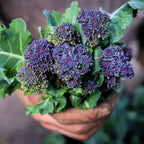 🥦Semillas raras de broccolini