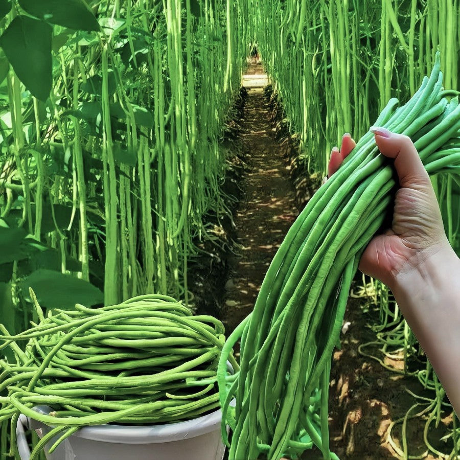Long cowpea: A high-yielding vegetable in a short time
