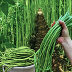 Long cowpea: A high-yielding vegetable in a short time
