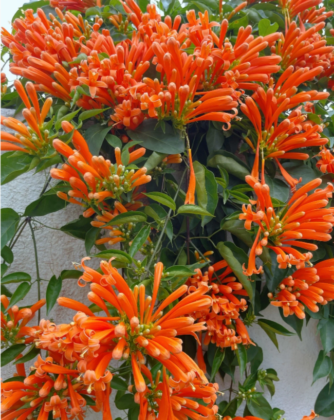 🧡Flor de Pyrostegia Venusta