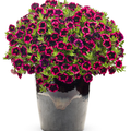 Semillas de flores de calibrachoa Blackberry Punch