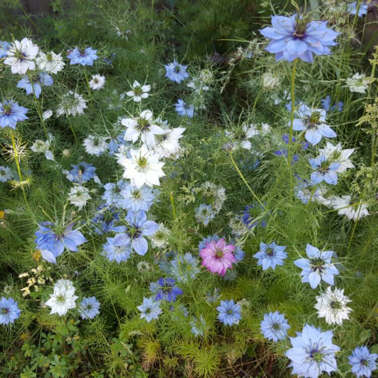 Nigella Miss Jekyll Mezcla Orgánica