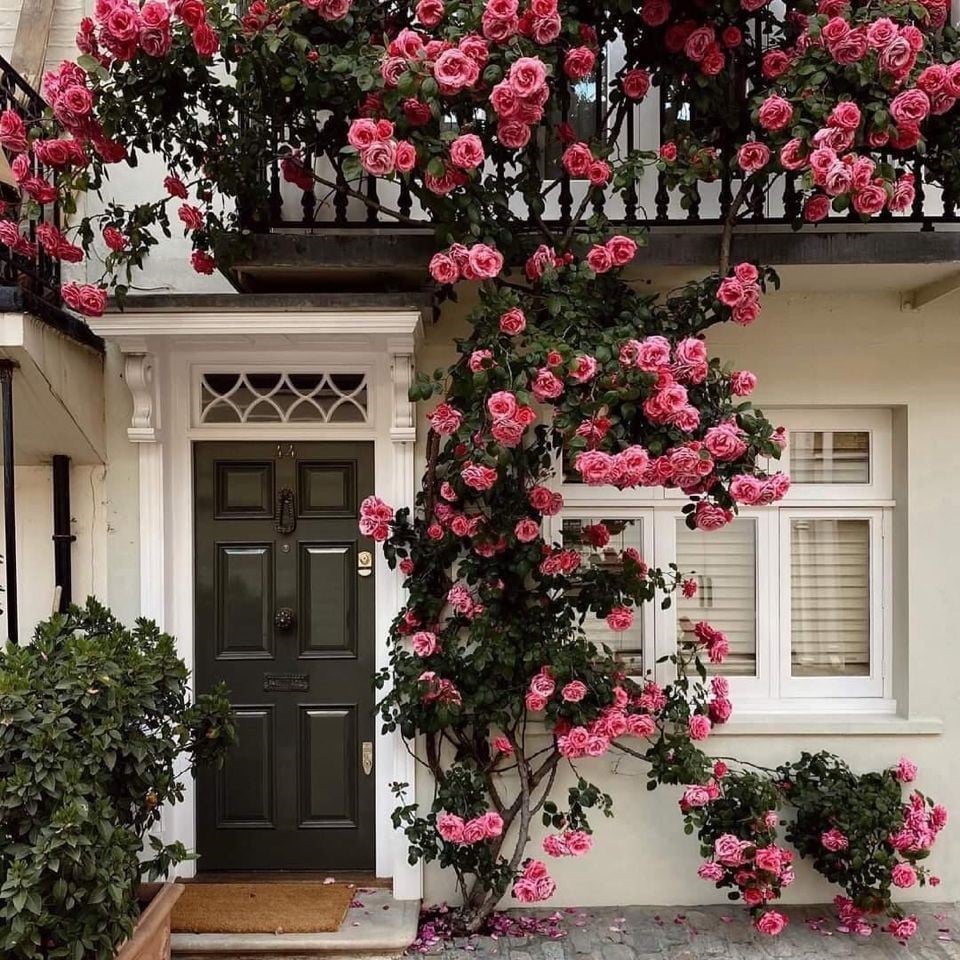 Promoción de primavera 49% DE DESCUENTO - 🌱Semillas de rosal trepador