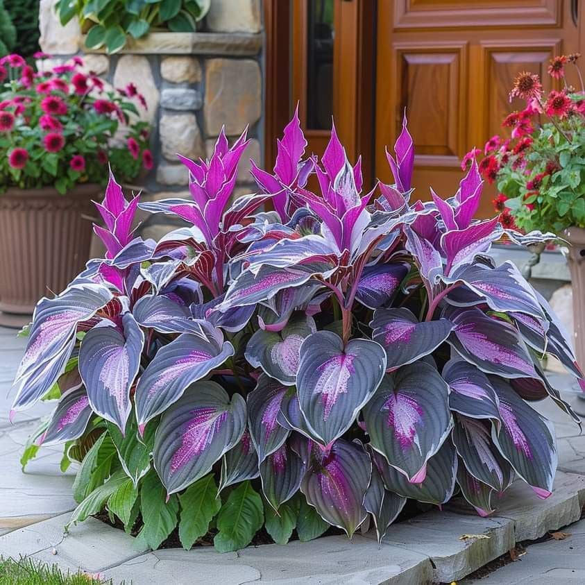 From Seed to Stunning – Hosta Magic 🌿Rare Hosta Seeds🌿