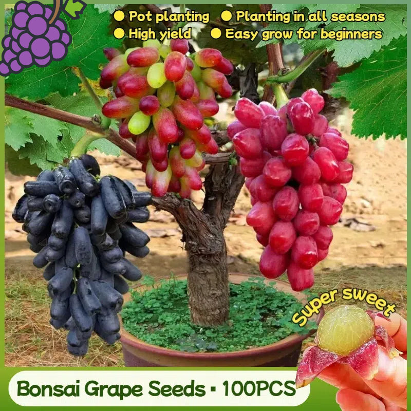 🍇Semillas de Vid en Maceta