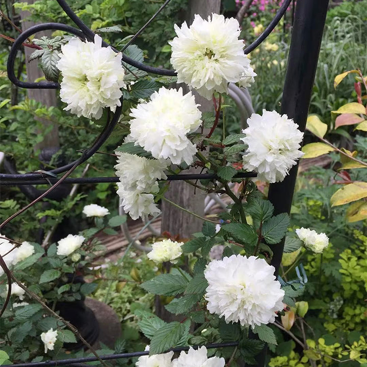 Semillas de Rosa Blanc Double de Coubert