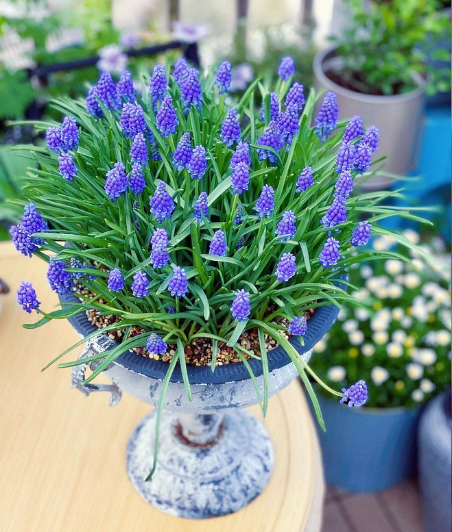 Semillas de Muscari