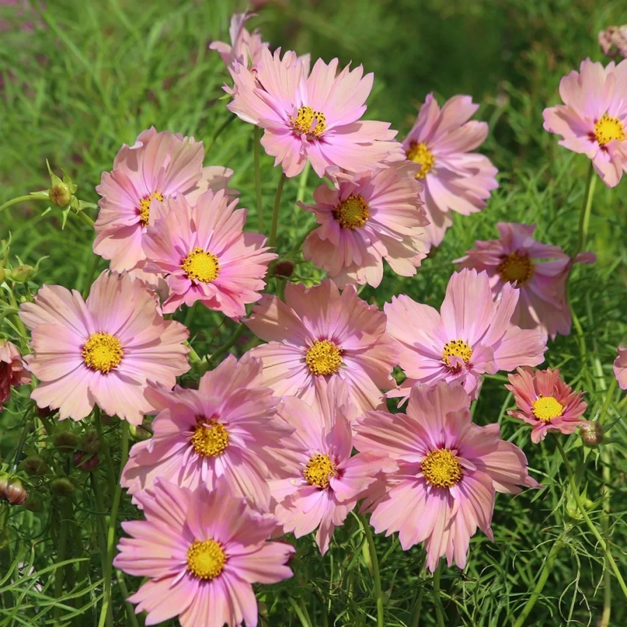 🌺Cosmos - Florecer Significa Felicidad y Suerte