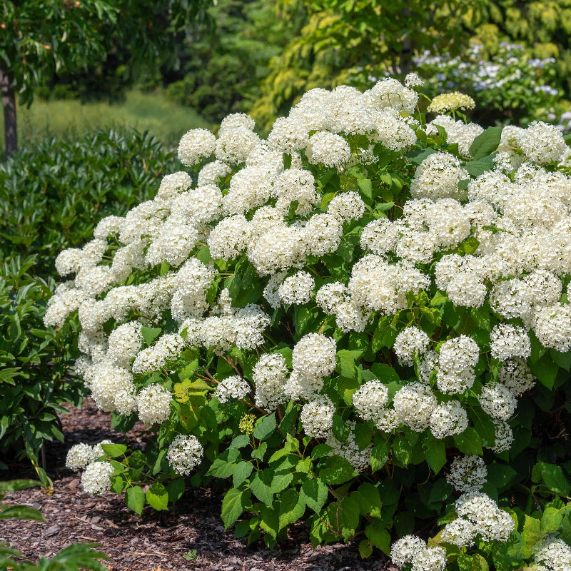 🌸Hortensia: La Belleza Atemporal de Cada Jardín ✨