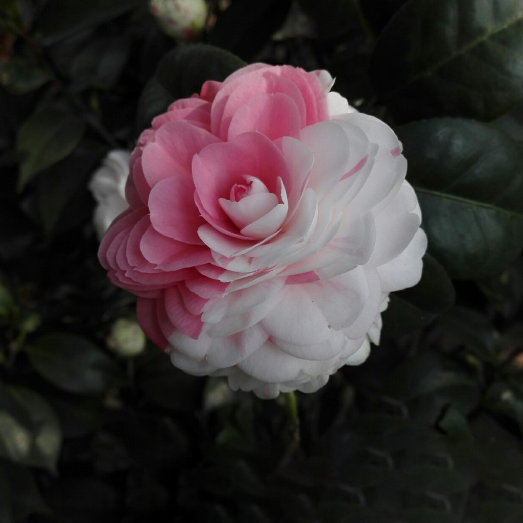 Camellia Flower Seeds