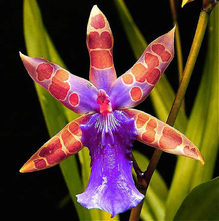 Semillas de flores de orquídeas raras