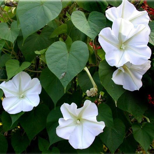 SEMILLAS DE IPOMEA BLANCA