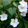 SEMILLAS DE IPOMEA BLANCA