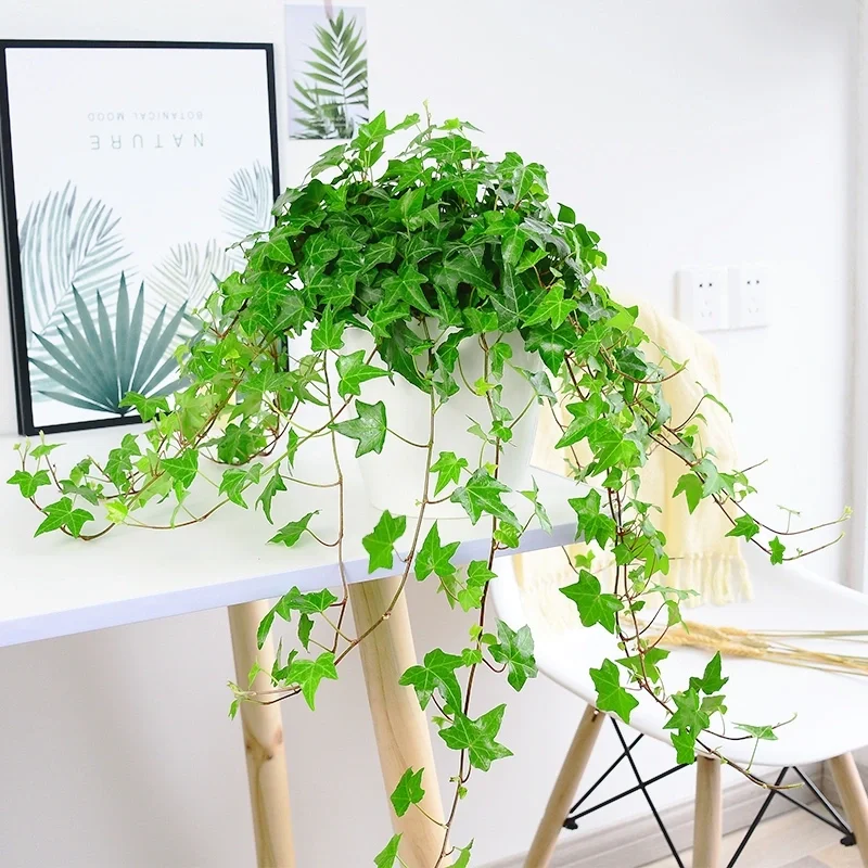 🌿 Elegantes Enredaderas Colgantes·Hiedra-Lealtad, Amistad