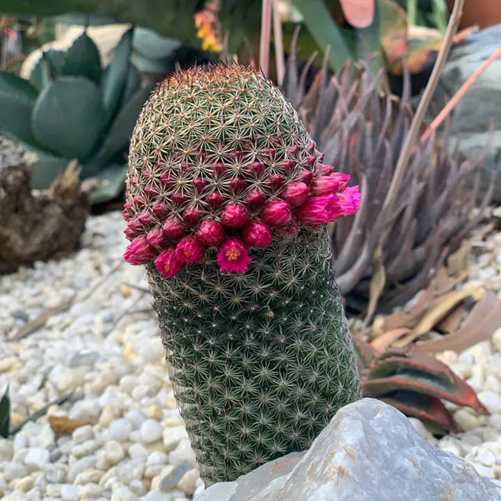 Las semillas de la planta de flor de cactus Mammillaria Matudae