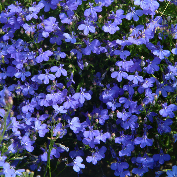 Semillas de Lobelia - Una de las mejores plantas para bordes