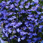 Semillas de Lobelia - Una de las mejores plantas para bordes