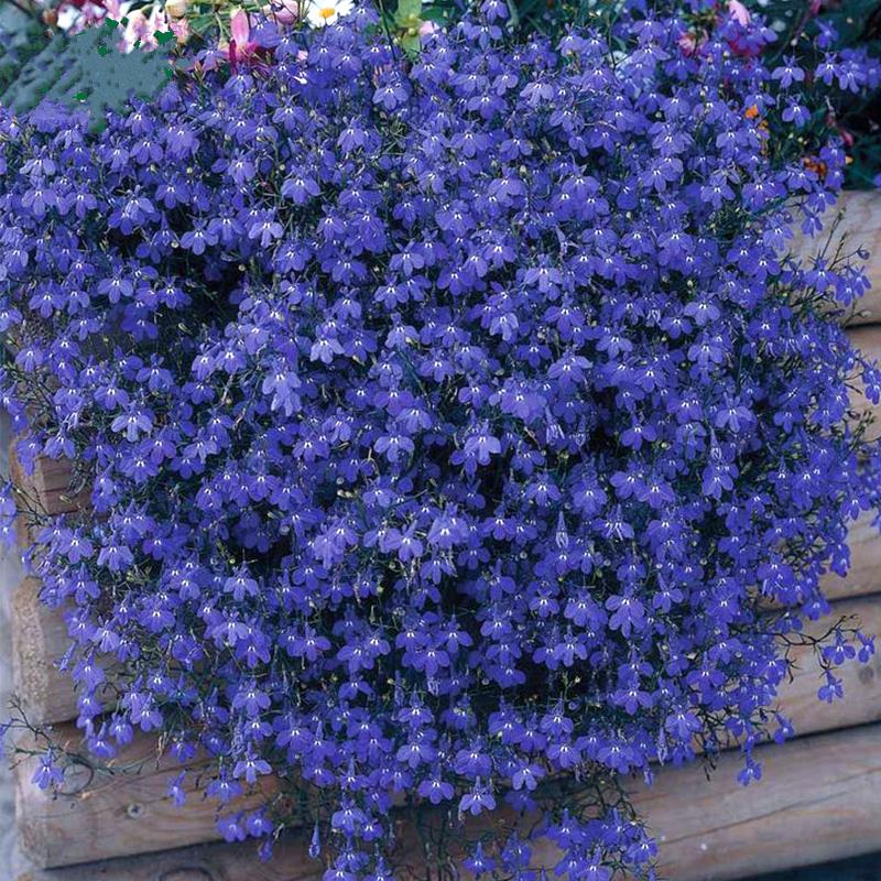 Semillas de Lobelia - Una de las mejores plantas para bordes