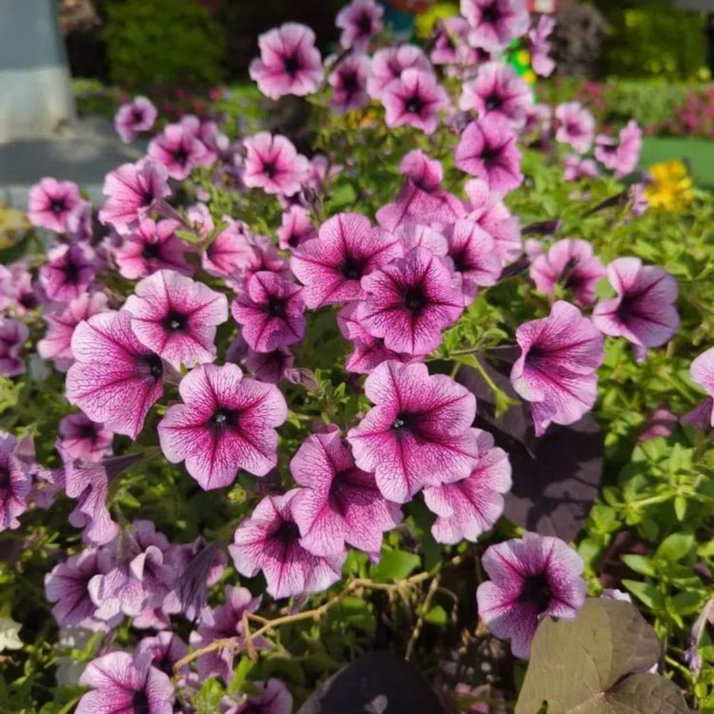 🌸Semillas de petunia