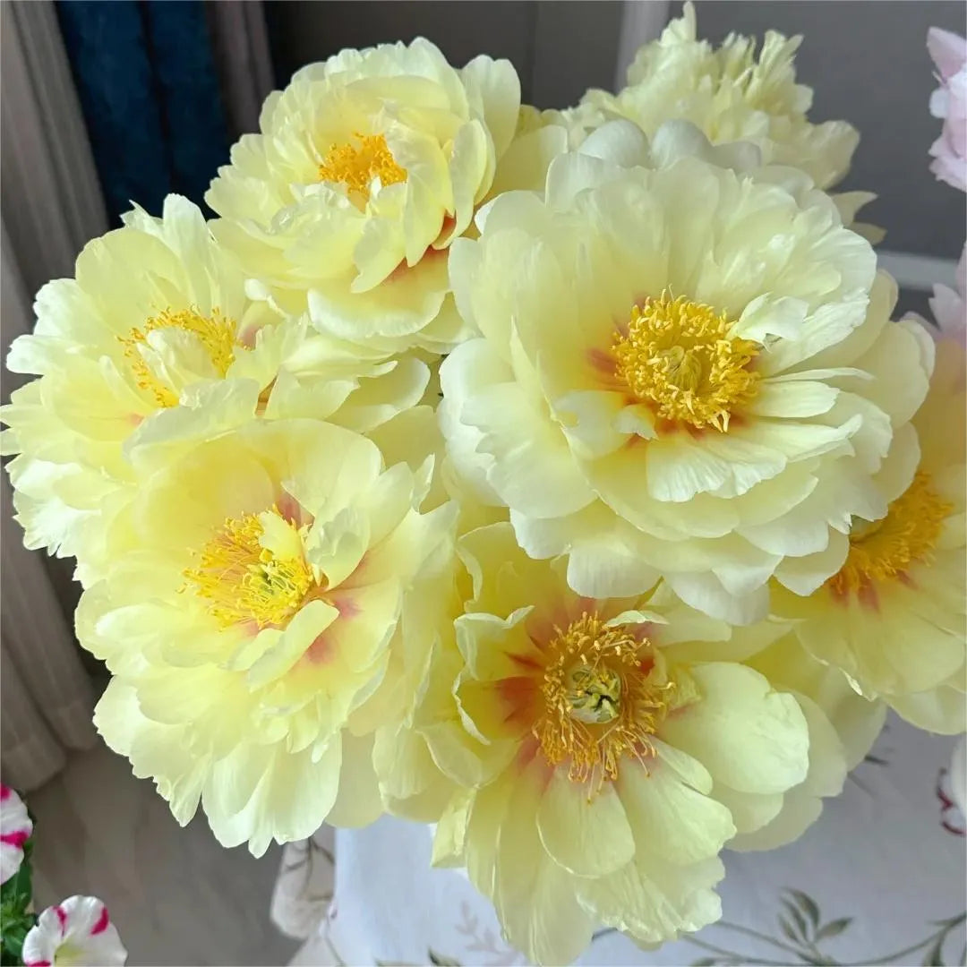 🌺Peonia - El amor te rodea