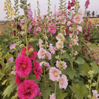 Semillas de malva real de flor sencilla