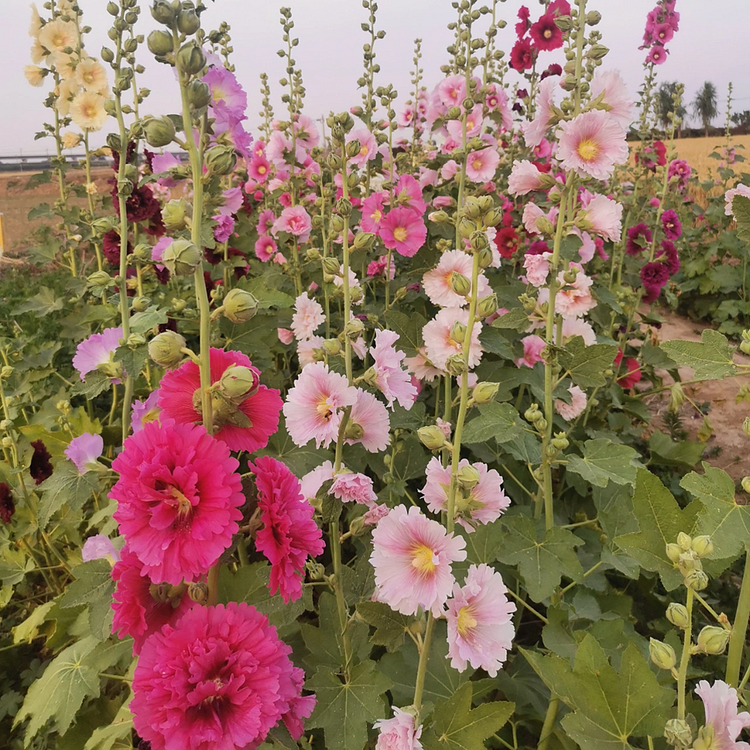 Semillas de malva real de flor sencilla