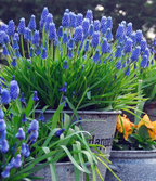 Semillas de Muscari