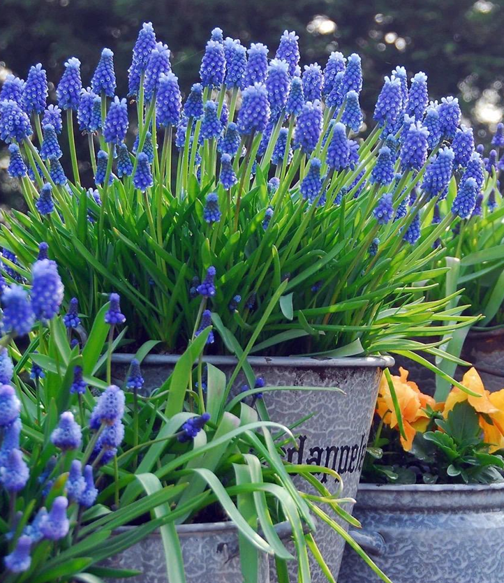 Semillas de Muscari