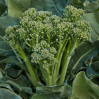 Broccoli Seeds (Organic) - Aspabroc F1