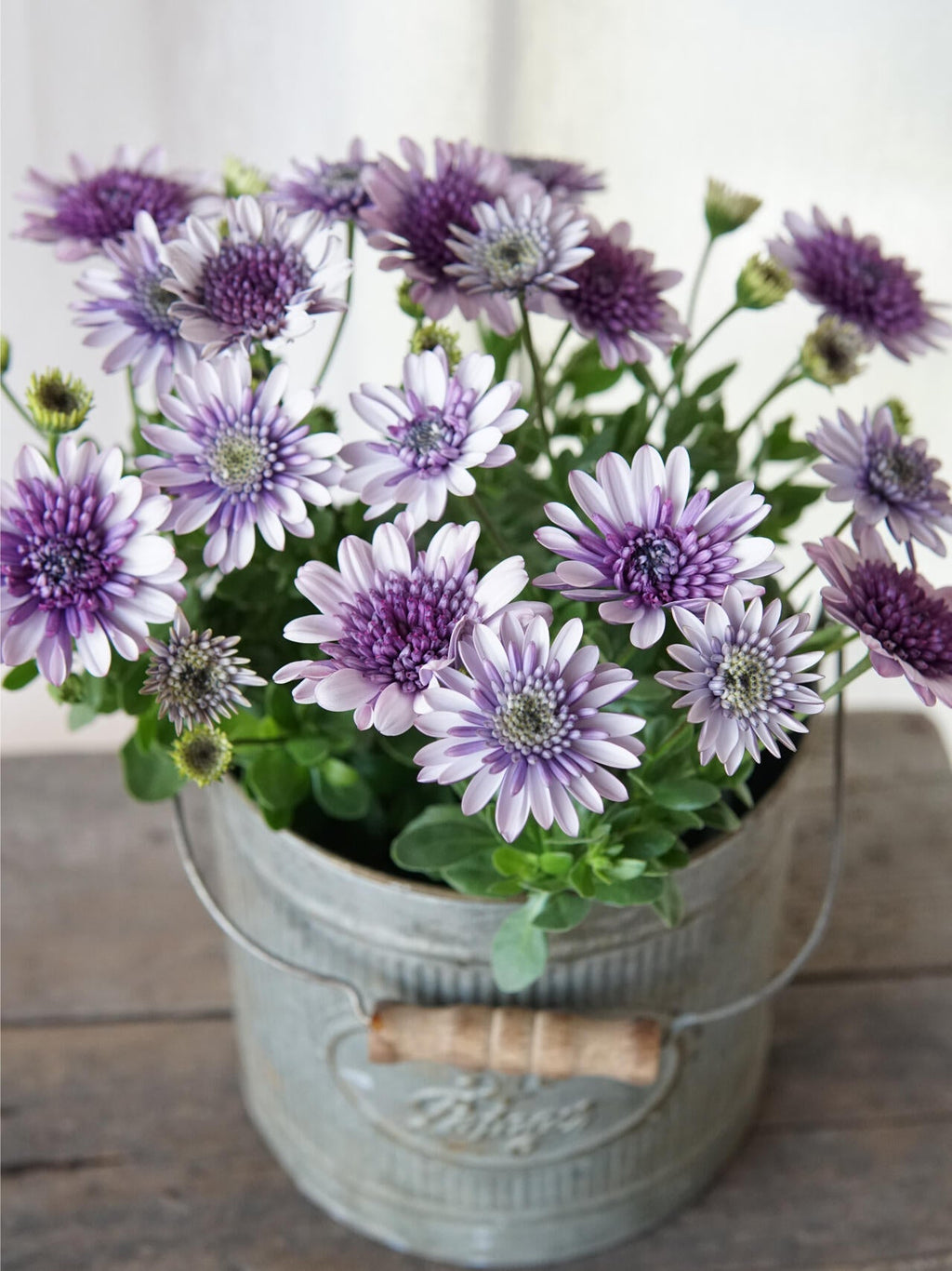 Semillas de caléndula 'Sky Blue Misty Rain'