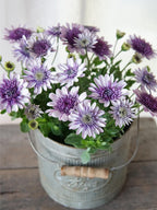 Semillas de caléndula 'Sky Blue Misty Rain'