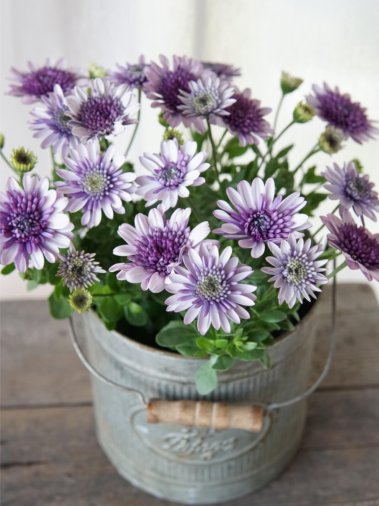 Semillas de caléndula 'Sky Blue Misty Rain'