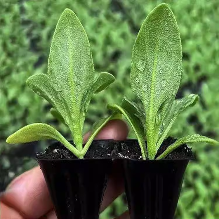 Semillas de planta de hielo de cristal