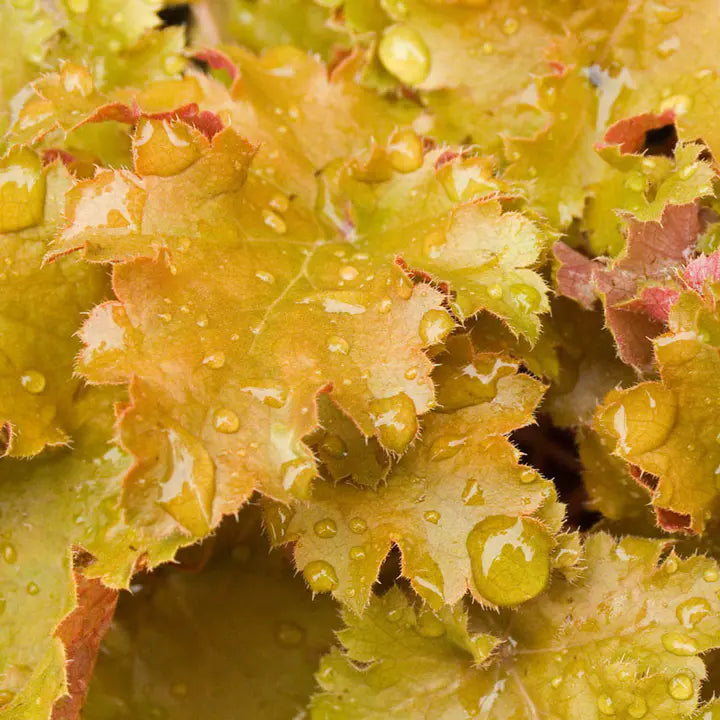Amber Waves Coral Bells Seeds