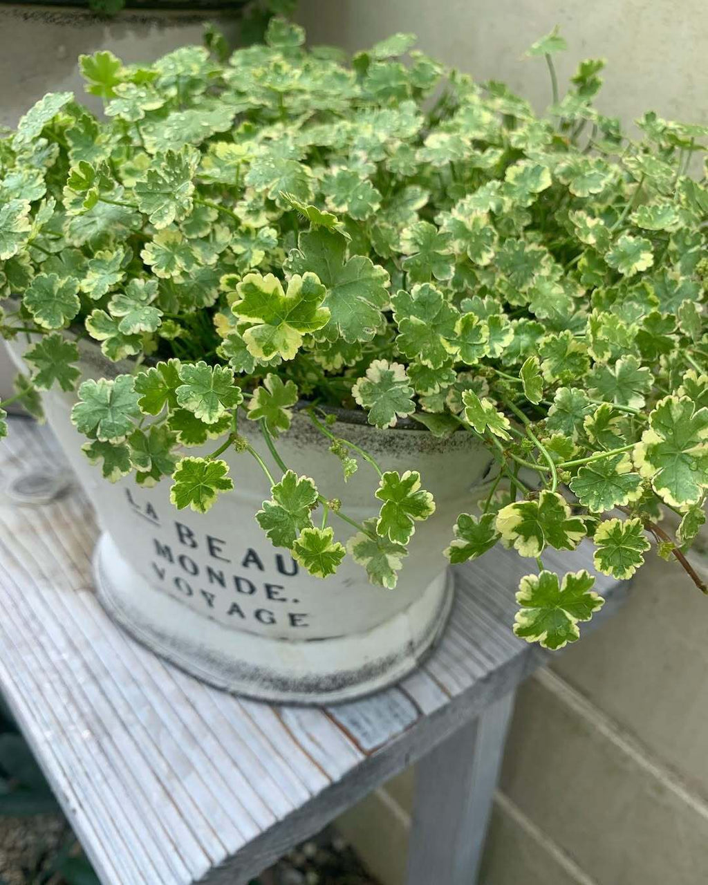 Coriander leaf 'Crystal Candy'