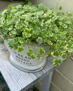 Coriander leaf 'Crystal Candy'