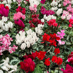 Cyclamen Flower Seeds